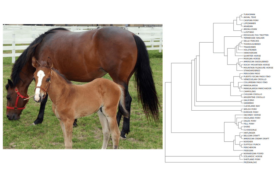 Horse Ancestry / Breed testing Products Texas A&M University eStore
